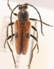 Vadonia unipunctata